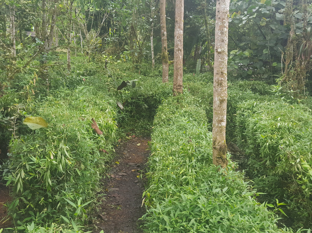Laberinto de Bambu-明多必去景点