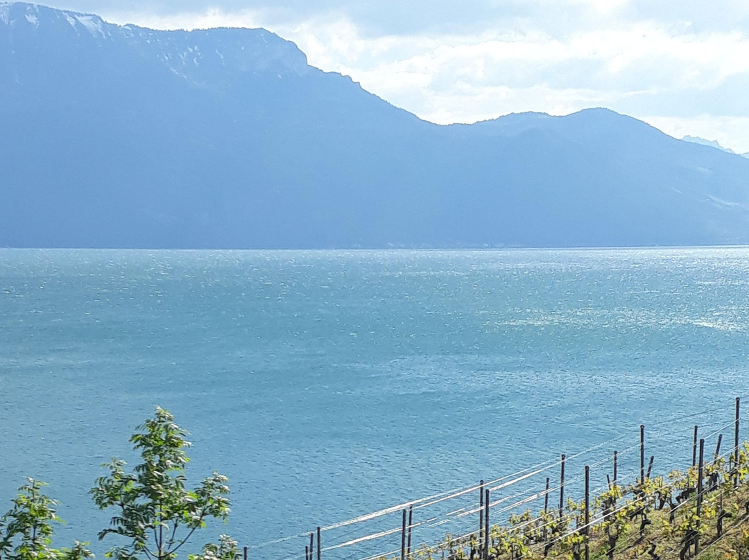 Vinorama Wine Tour, Lavaux-Rivaz必去景点