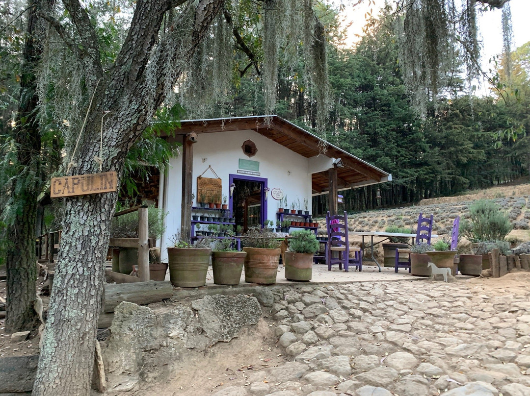Rancho San Martin Lavanda景点图片