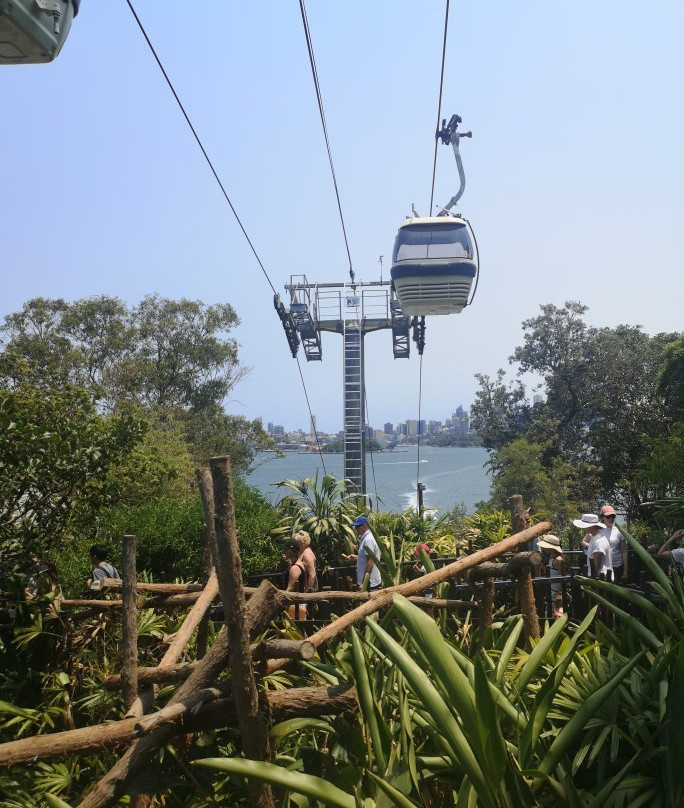 塔隆加动物园到曼利海滩漫步-悉尼必去景点