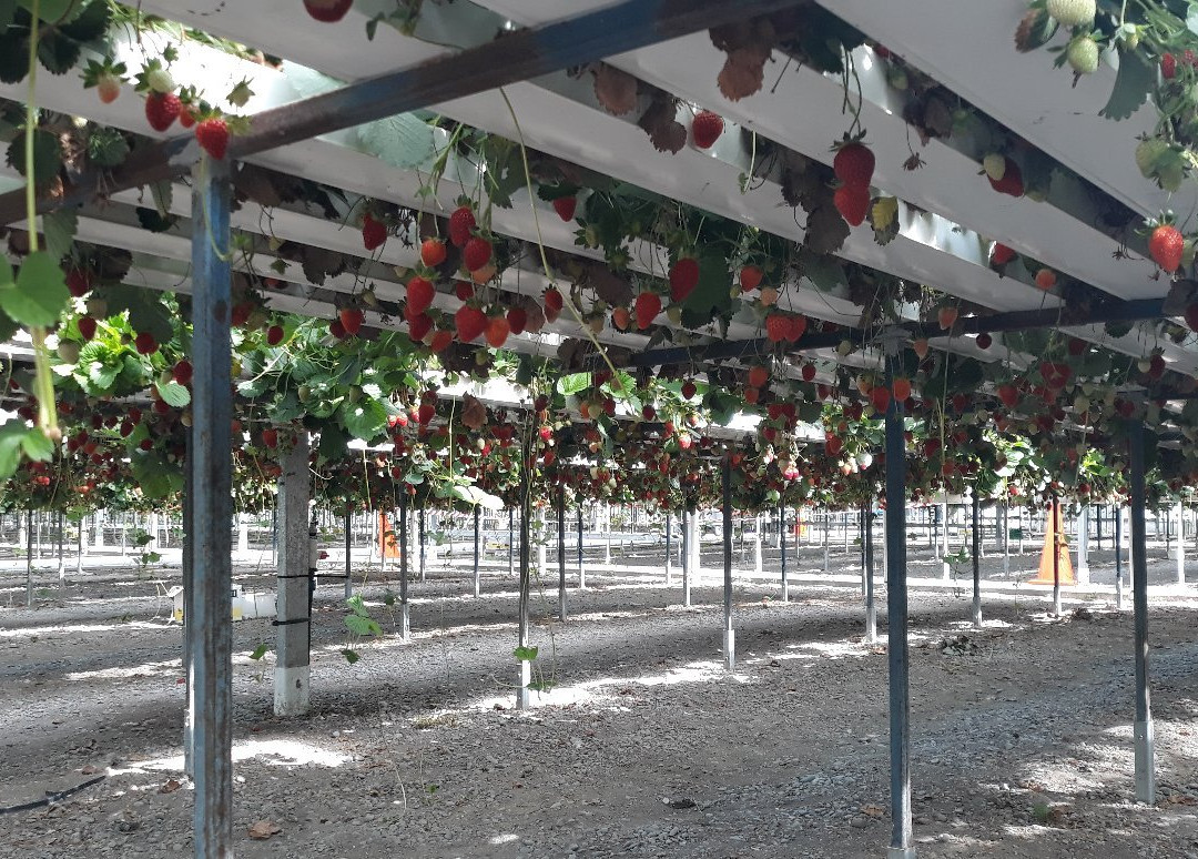 Hedgerows Hydroponic Strawberries景点图片
