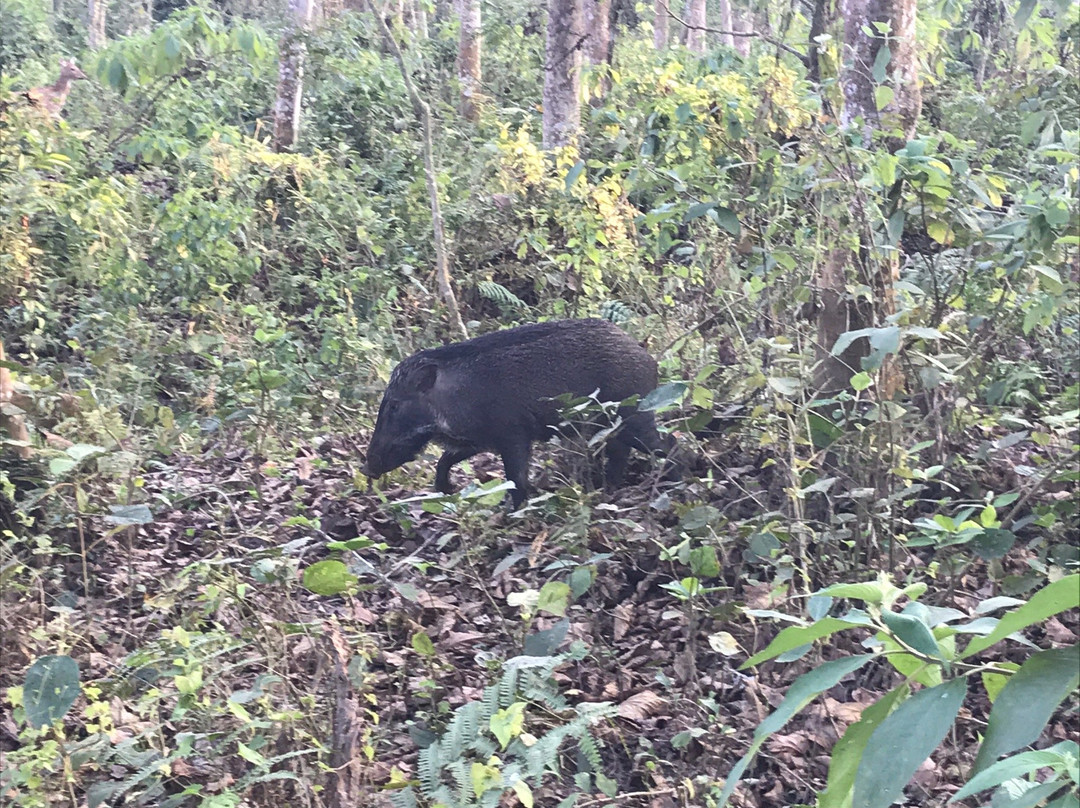 Chitwan Safari Camp & Lodge主图