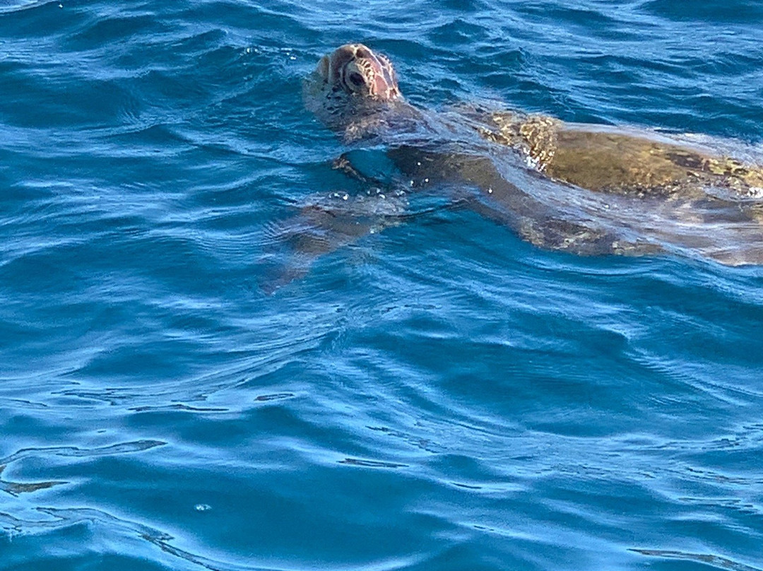 Maui Reef Adventures-毛伊岛必去景点