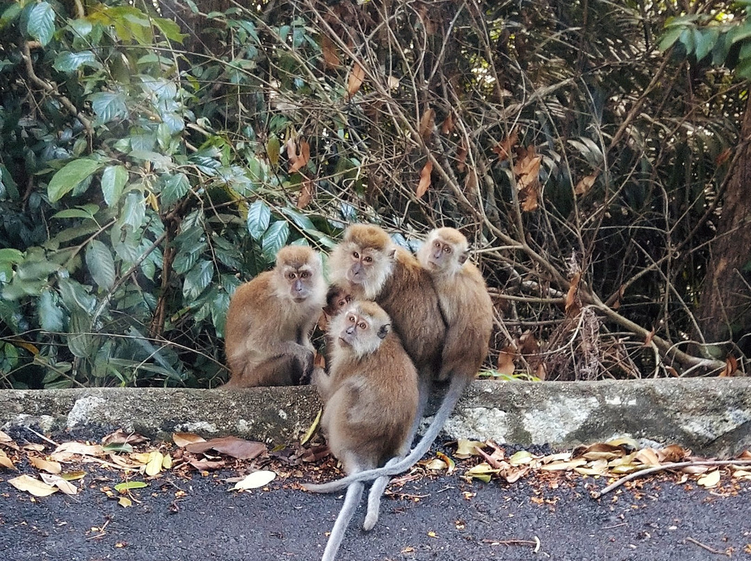 Nazri Nipah Camp主图
