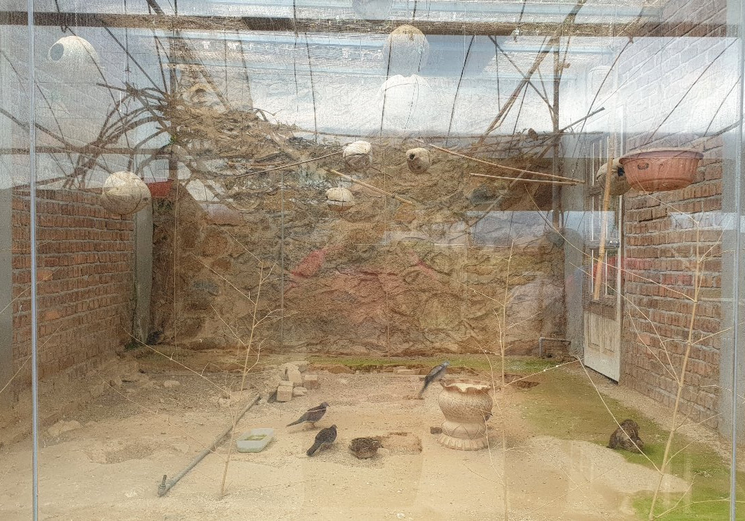 Green View Garden Cameron Highlands-丹那拉塔必去景点