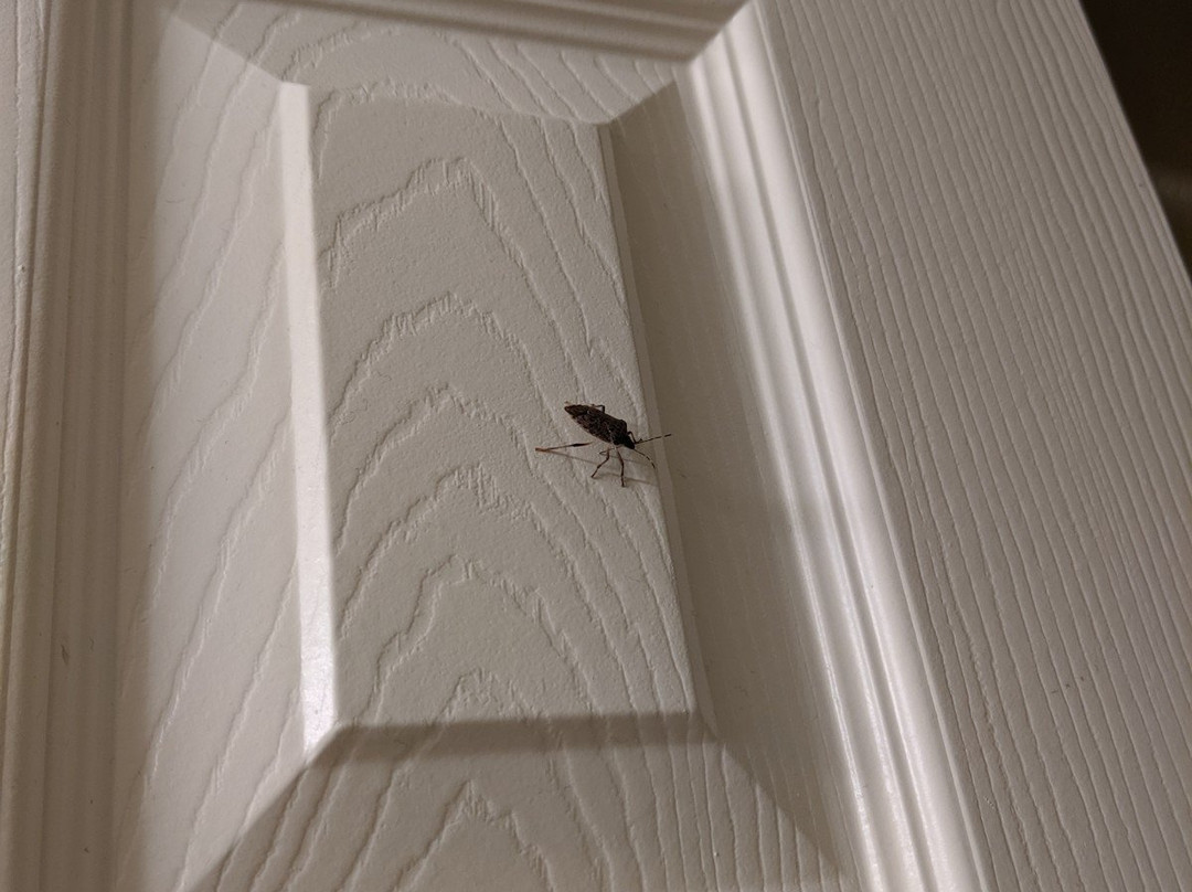 Staybridge Suites Chicago - Lincolnshire by IHG主图