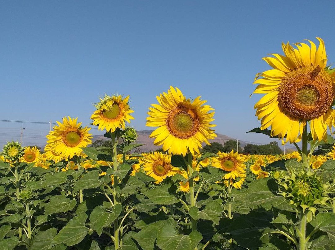 Khaoyai Nature Life & Tours - Private Day Tours景点图片
