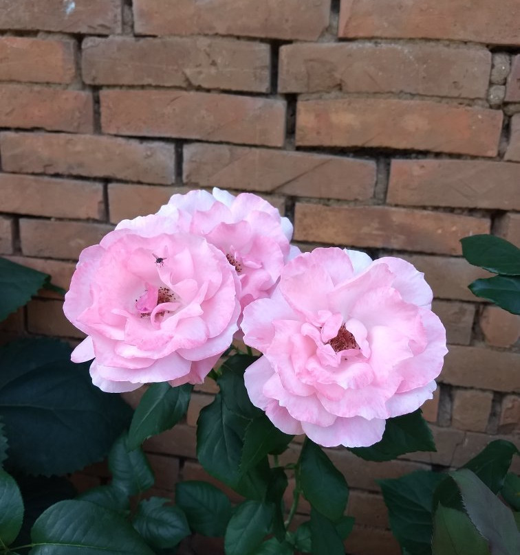 Ervateira Marcon - Natural de Gramado-格拉玛多必去景点