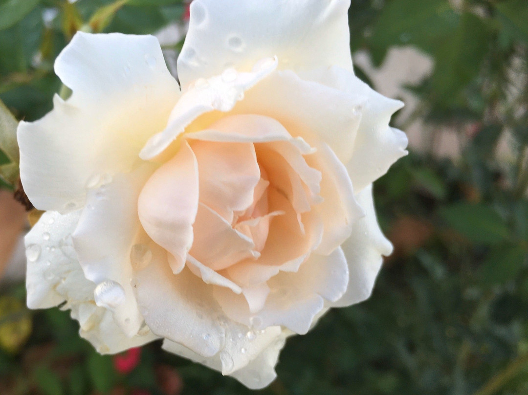 Centro La Paz Yoga & Pilates-吕康必去景点