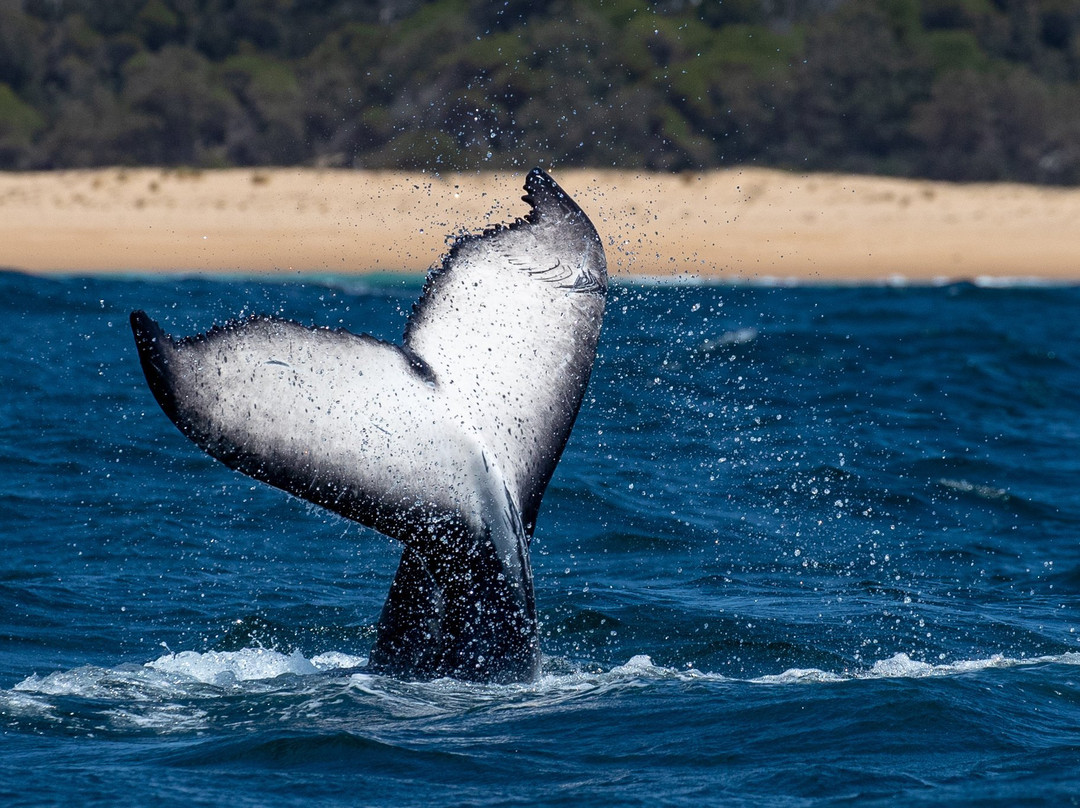 GoWhaleWatching Merimbula-梅林布拉必去景点
