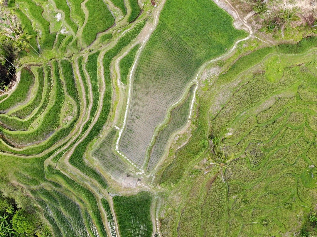 Ubud Bali Made Tour-乌布必去景点