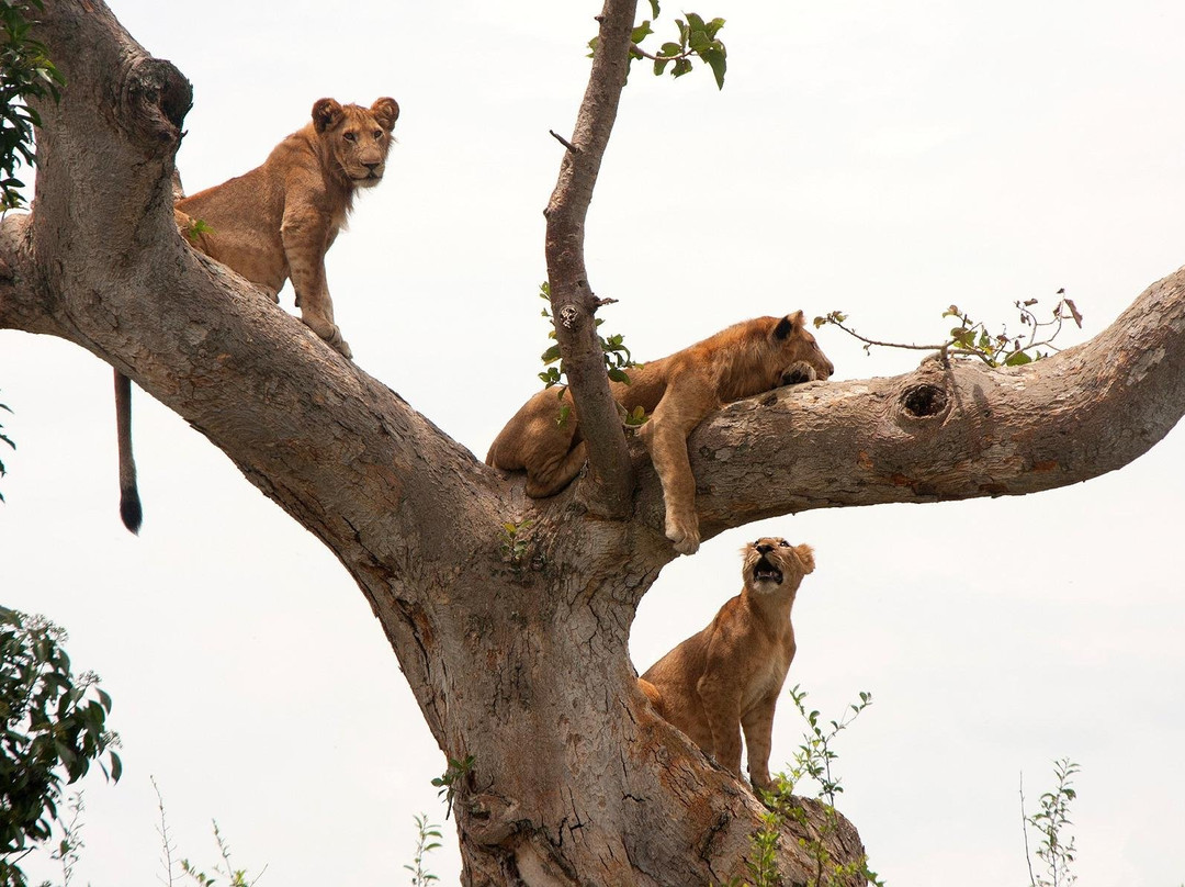 BROVENY SAFARIS-坎帕拉必去景点