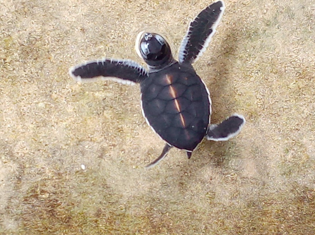 Onara Tours-加勒必去景点