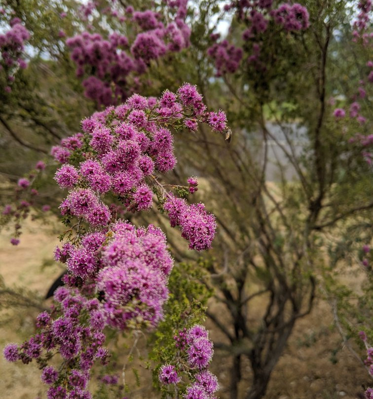 Cootamundra Heritage Centre-Cootamundra必去景点