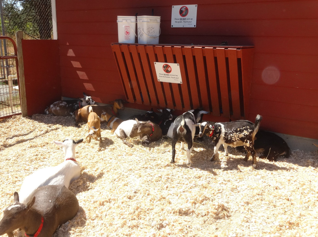 Beacon Hill Children's Farm景点图片