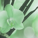 Beaute Lime & Vanille-Terrebonne必去景点