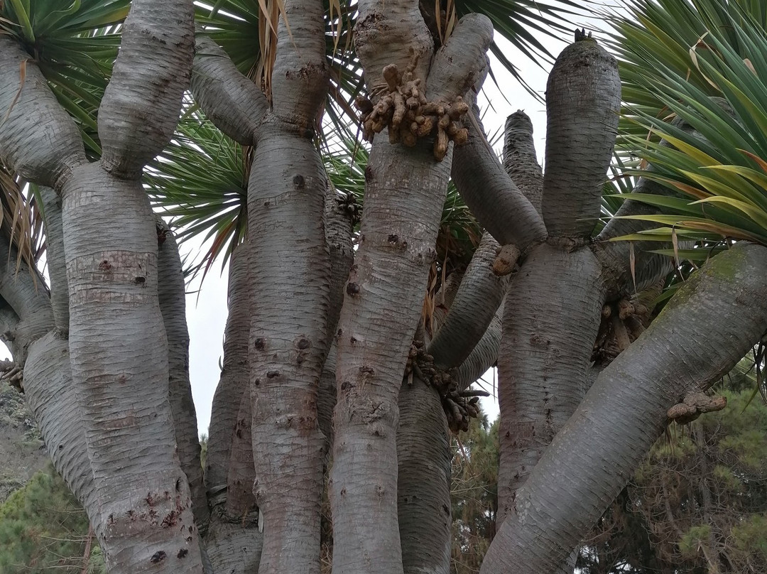 Jardín Botánico Viera y Clavijo景点图片