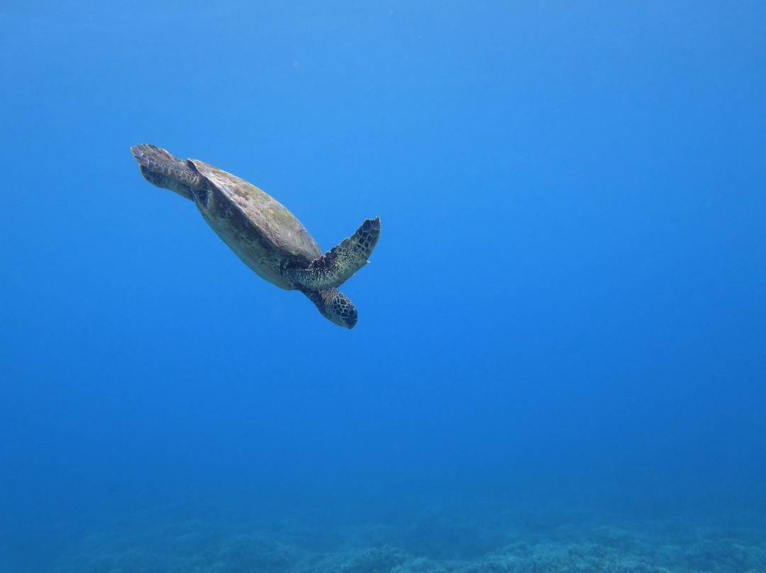 Molokini Snorkeling景点图片