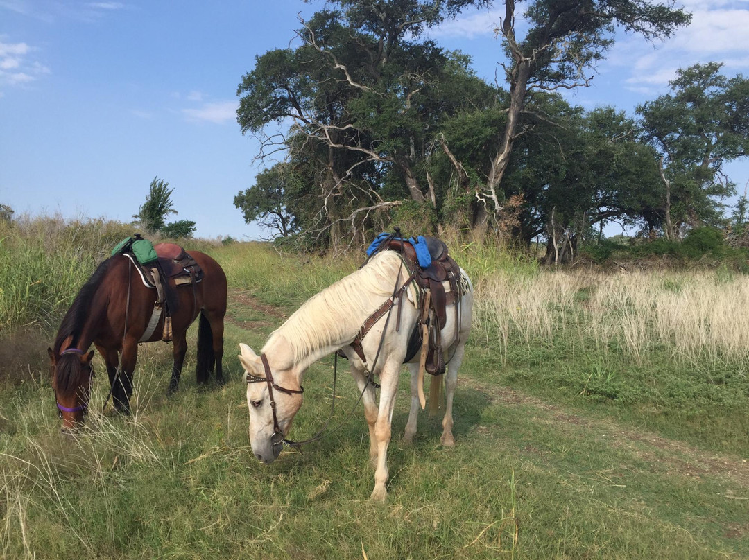 Texas Trail Riding Co.景点图片