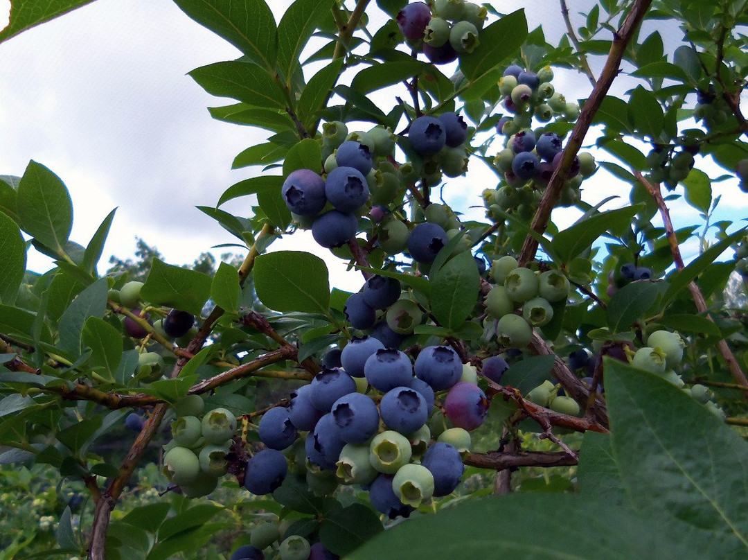 Rocky Point Blueberry Farm景点图片