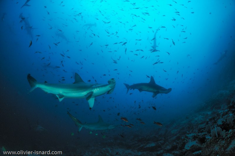 马尔佩洛岛动植物保护区