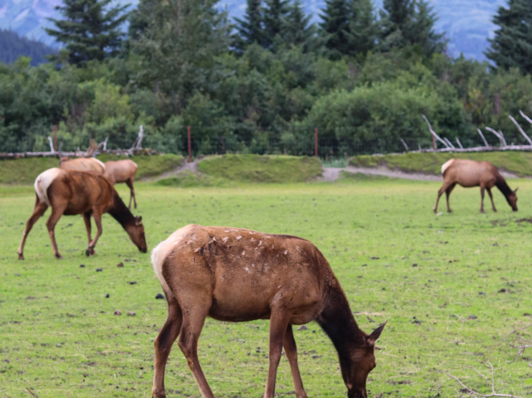 Alaska Wildlife Conservation Center景点图片