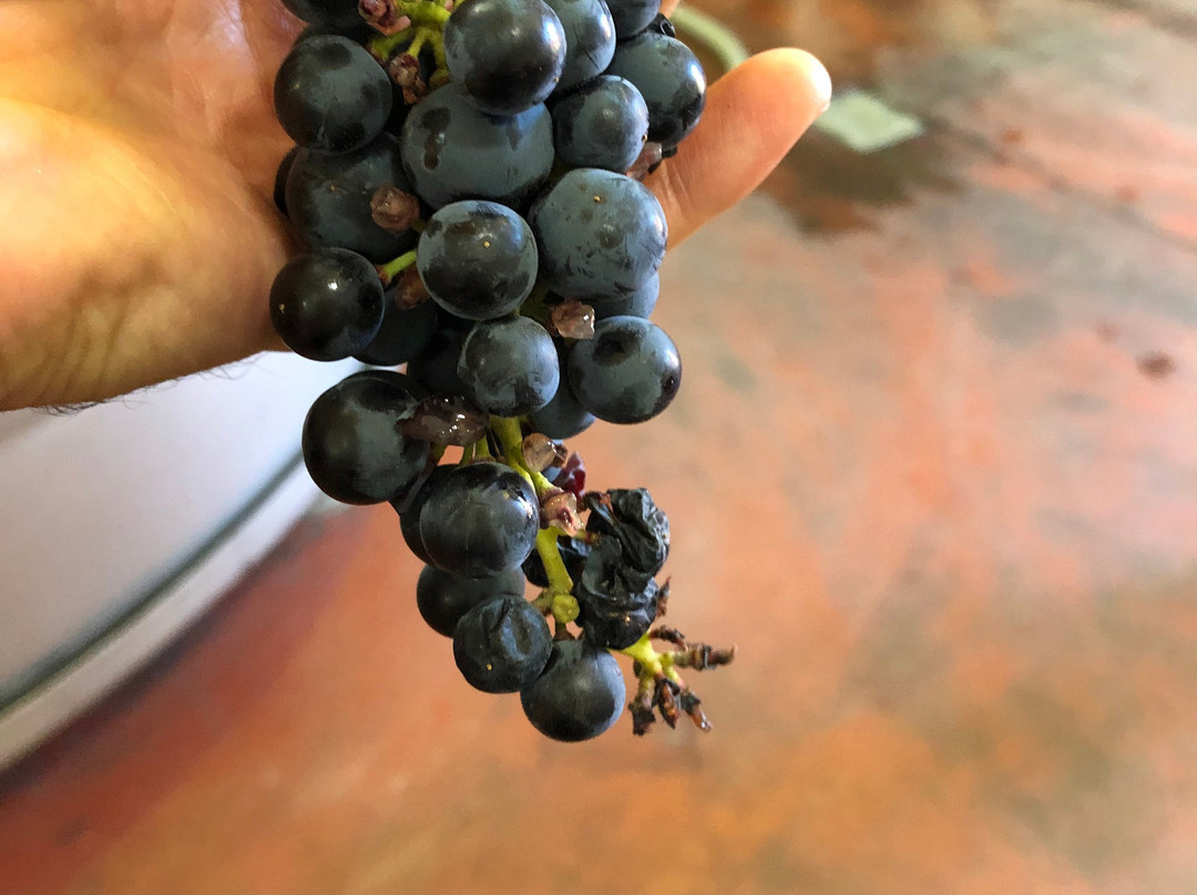 Bodegas La Legua-Fuensaldana必去景点