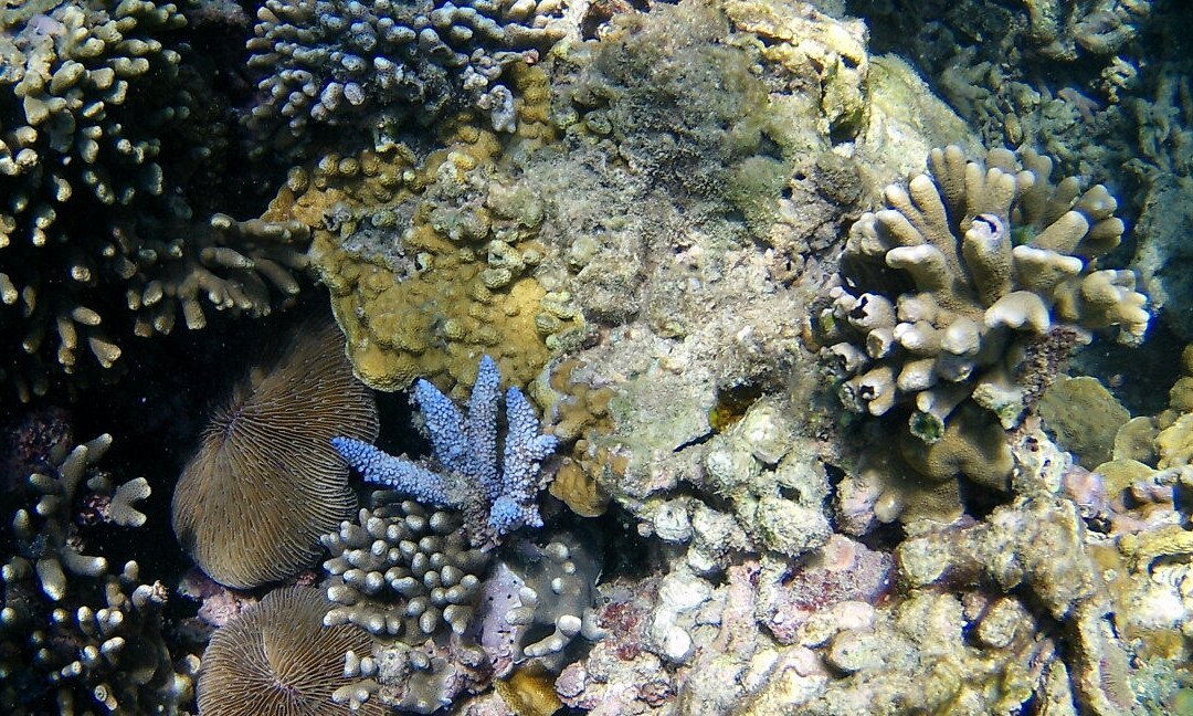 Maziwe Island-Pangani必去景点