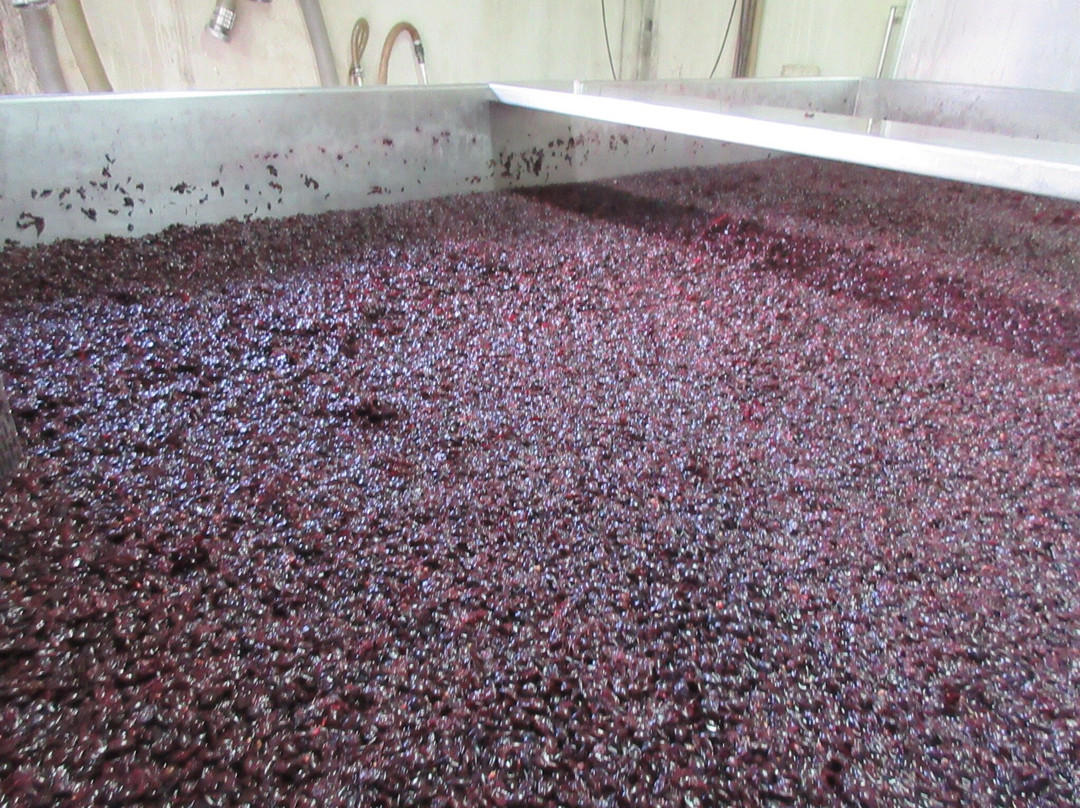 Celler De Capcanes-Capcanes必去景点