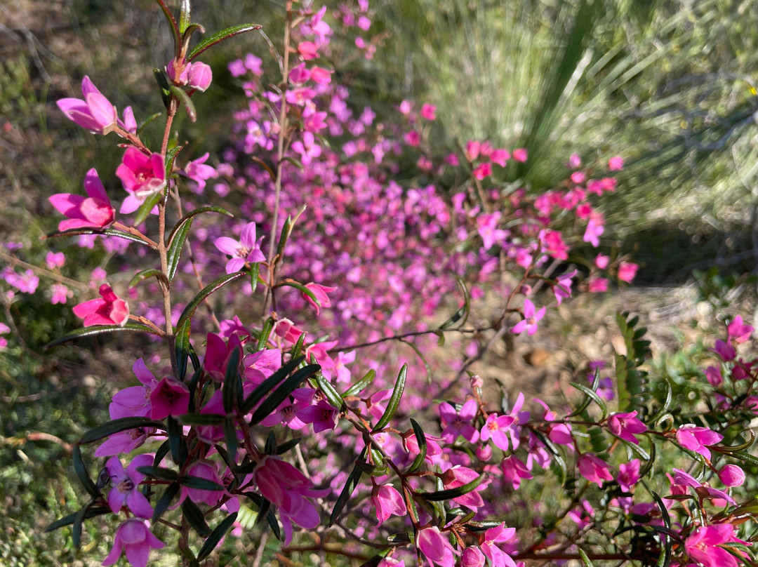 Wildflower Walk景点图片