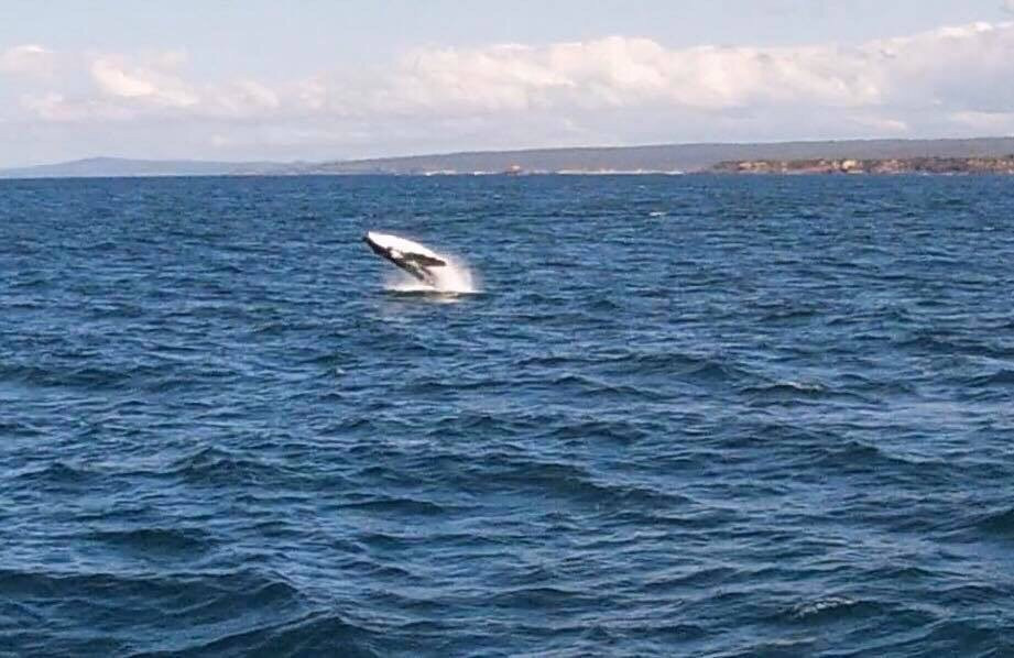 GoWhaleWatching Merimbula-梅林布拉必去景点