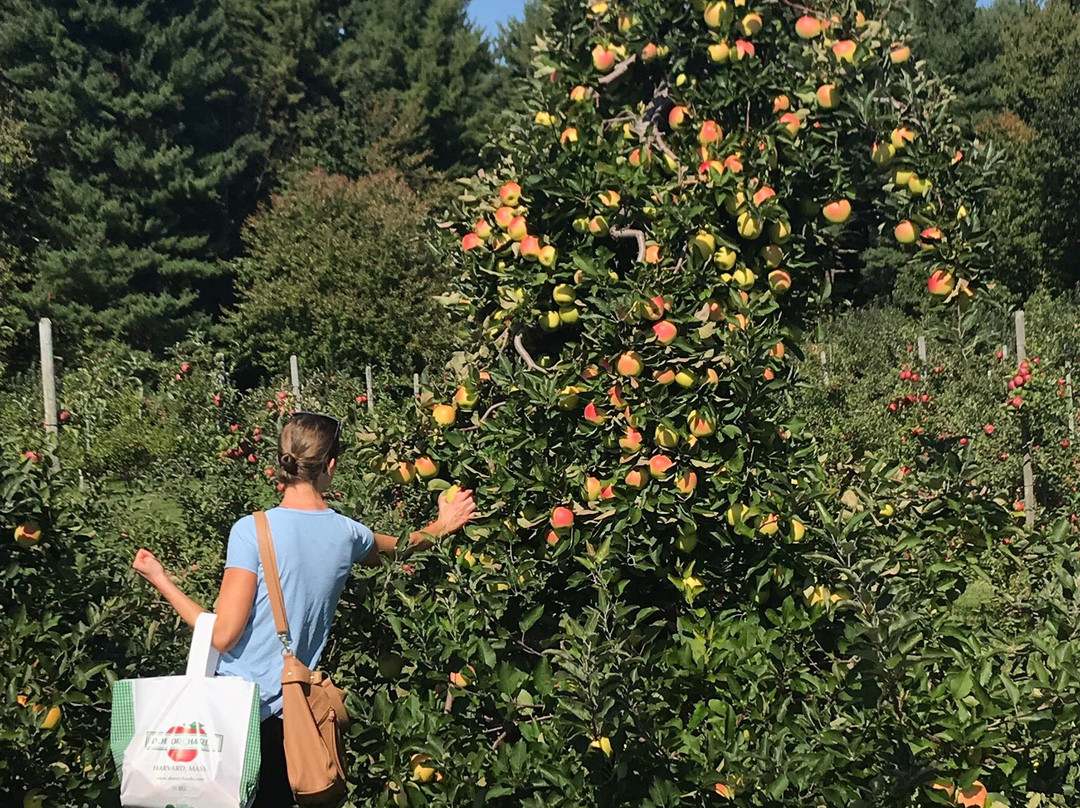Doe Orchards-Harvard必去景点