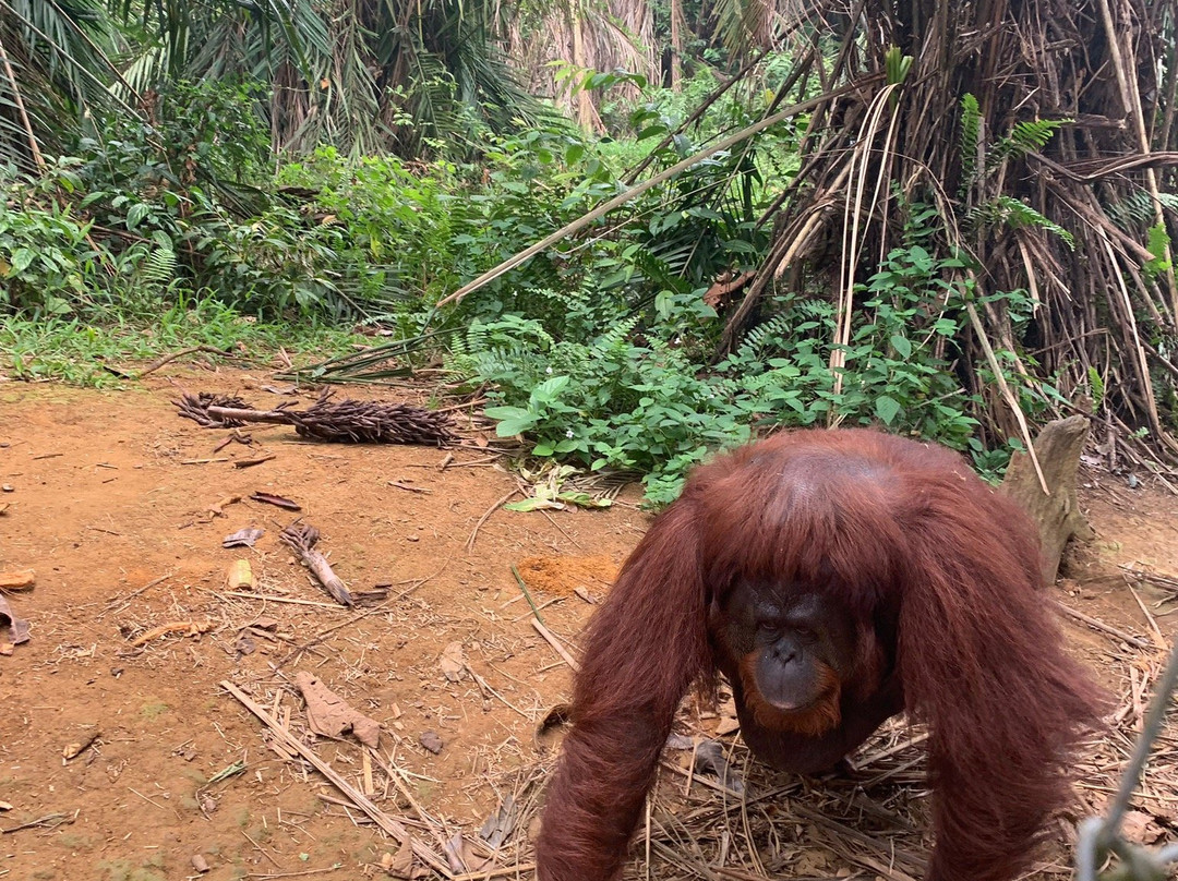 Orang Utan Island-新芒魏必去景点