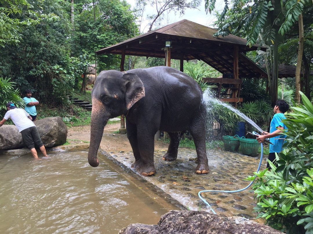 Phang Nga Elephant Park景点图片