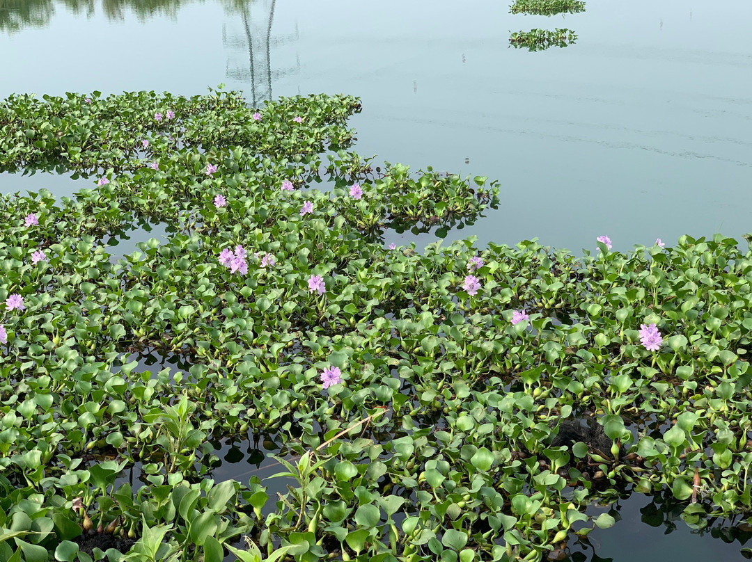 Blue Lagoon景点图片