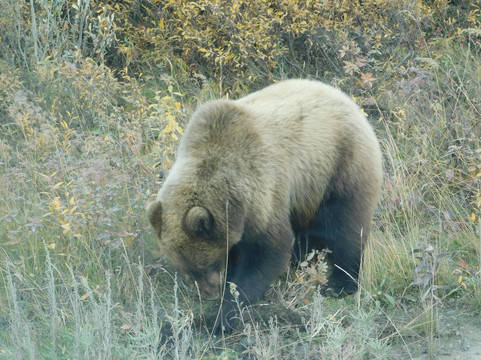 Denali Visitor Transportation System-德纳利国家公园和自然保护区必去景点