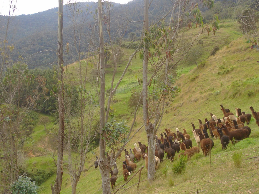 All Things Alpaca Ecuador-昆卡必去景点