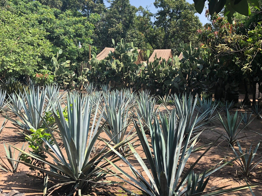 Cofradia Turistico 360-特基拉必去景点