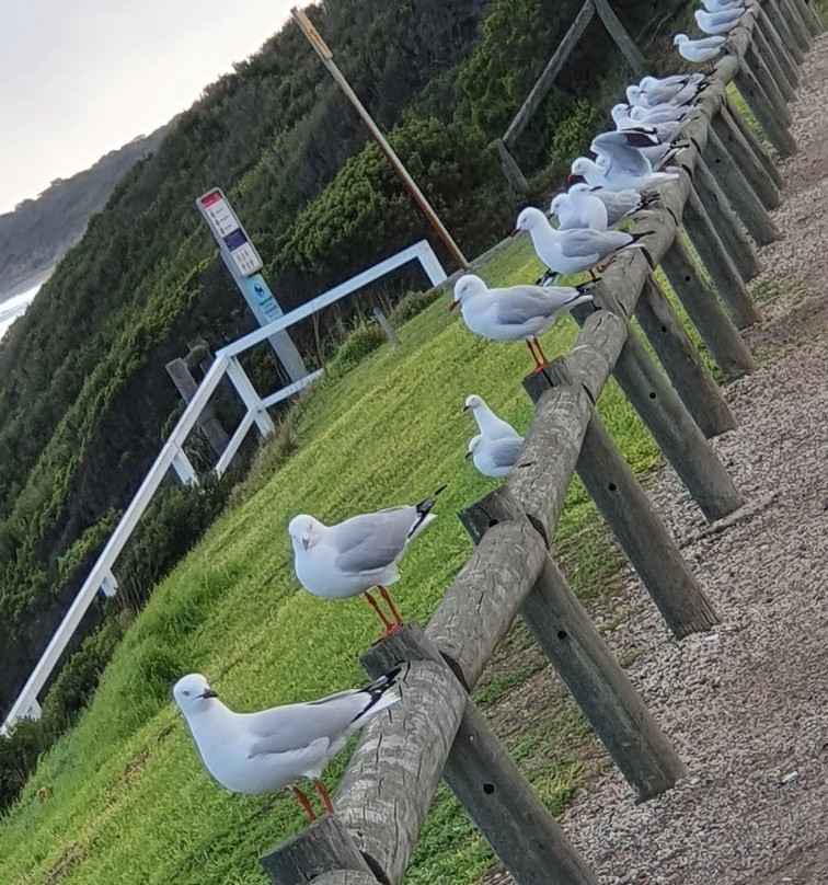 Queenscliff Pier-皇后崖必去景点