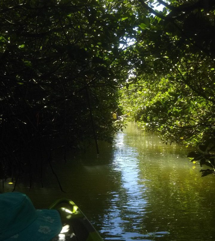 Gesashi Bay's Mangrove Forest景点图片