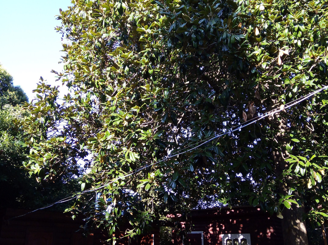 Magnoliya Guest House主图