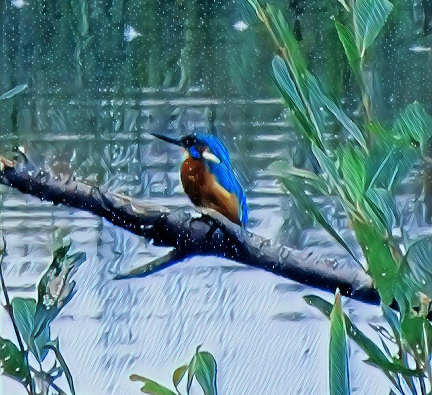 Mere Sands Wood Nature Reserve景点图片