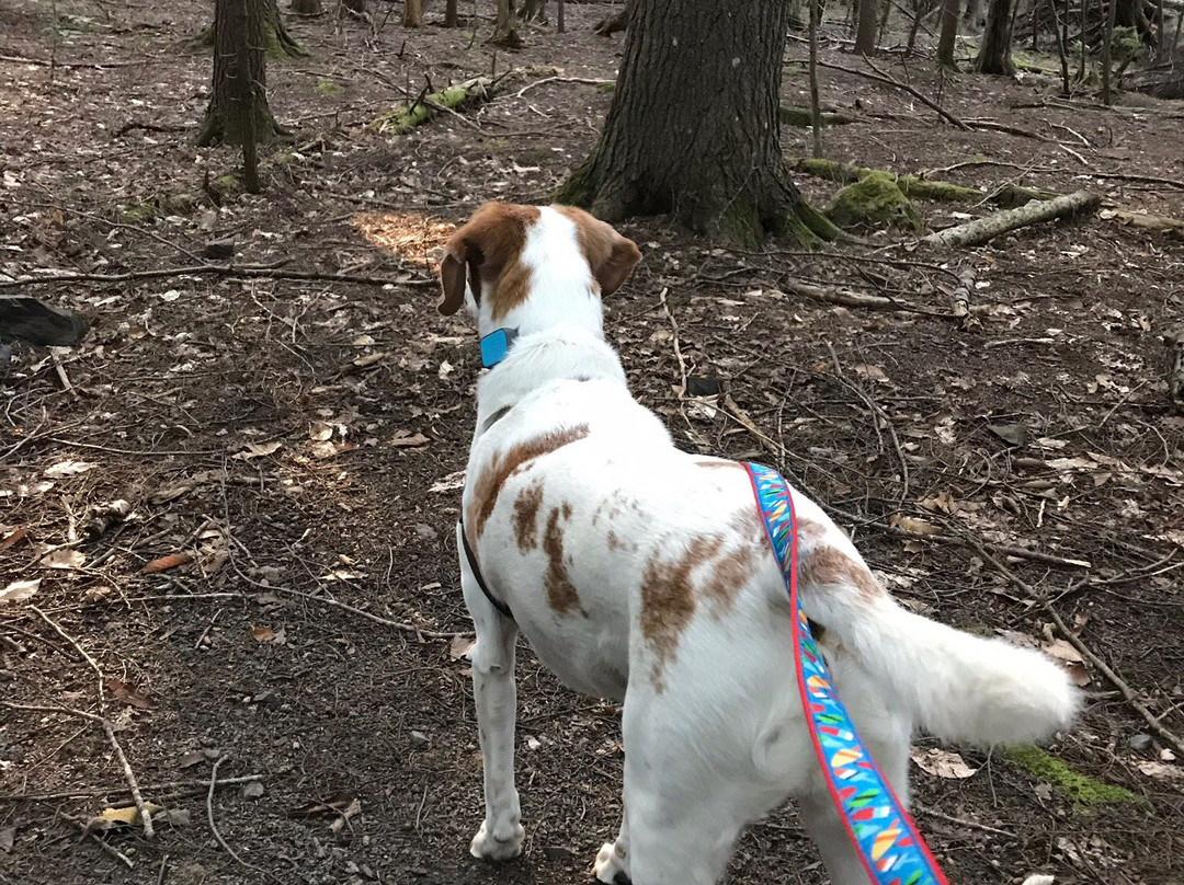 Odell Park-弗雷德里克顿必去景点