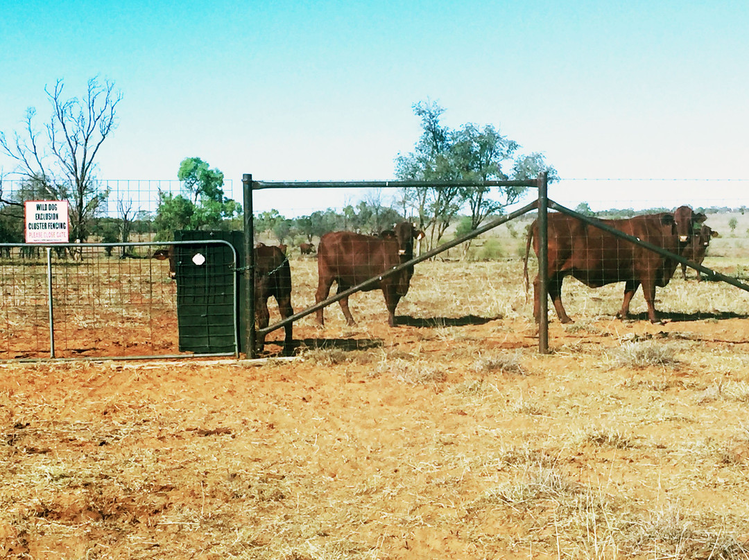Barcaldine Tag Along Tours - Dunraven Station-Barcaldine必去景点