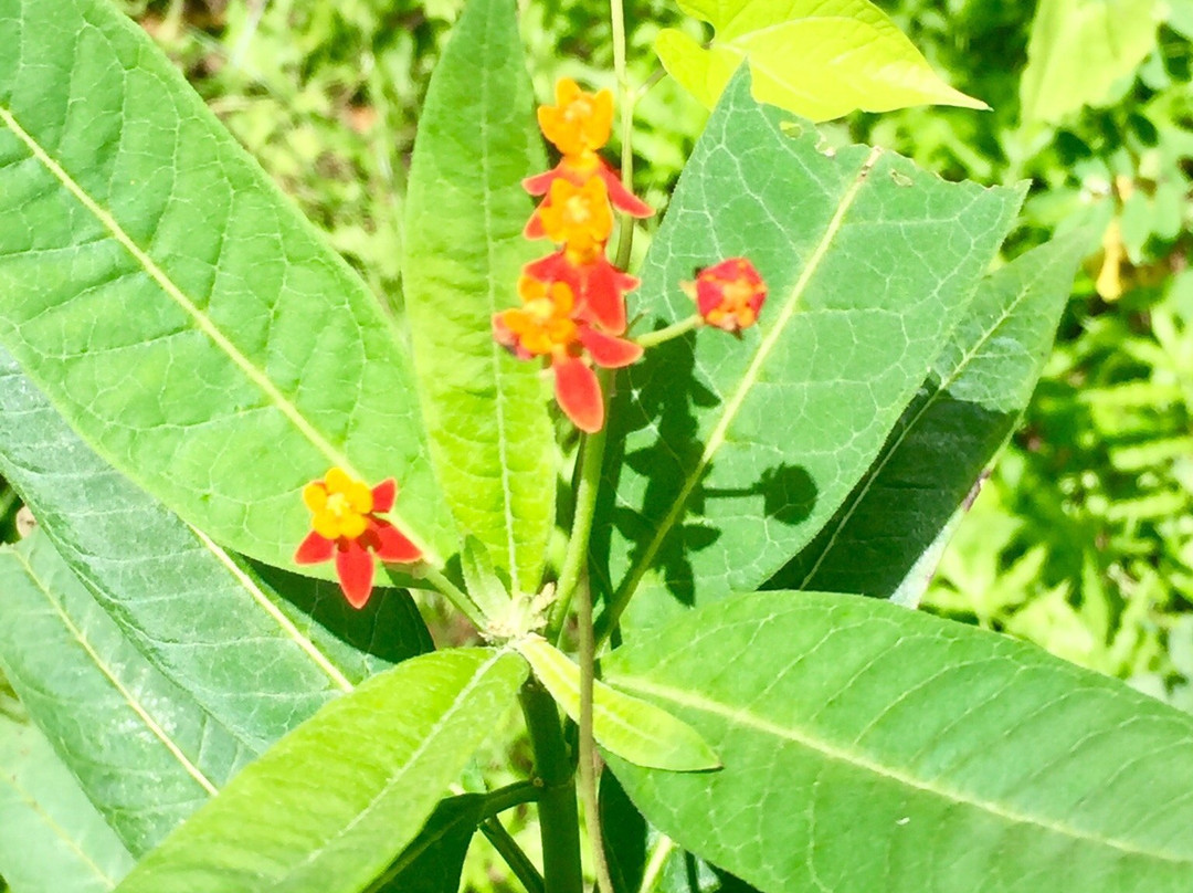 Lake Lotus Nature Park-阿尔塔蒙特斯普林斯必去景点
