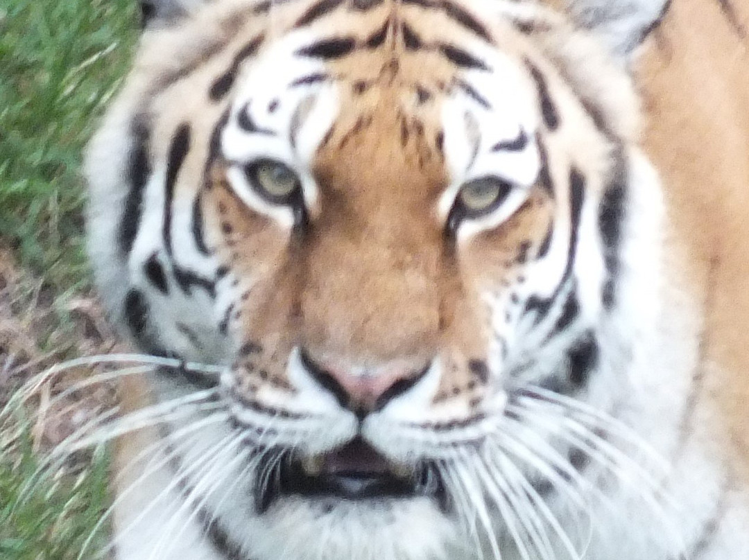Yorkshire Wildlife Park景点图片