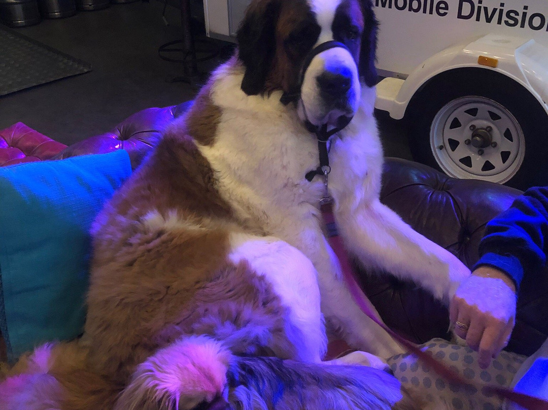 Blizzard Brewing Company-Dinner Plain必去景点