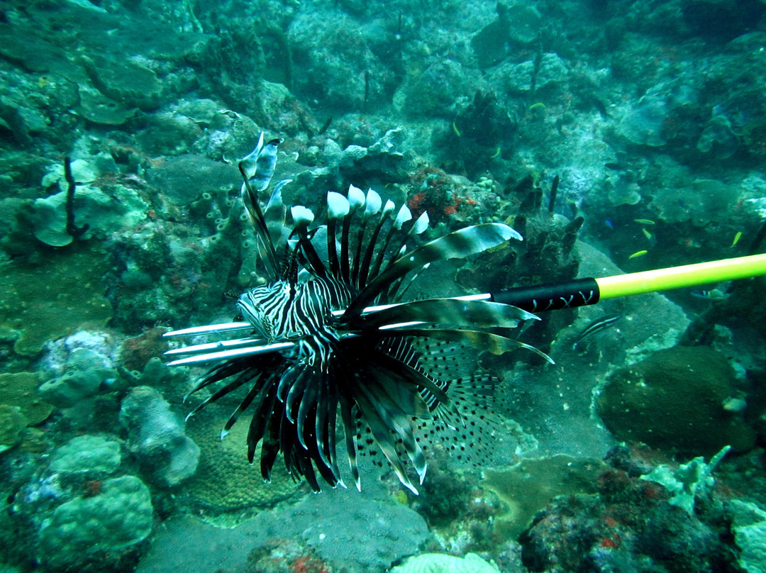 Tropical Sea Divers景点图片