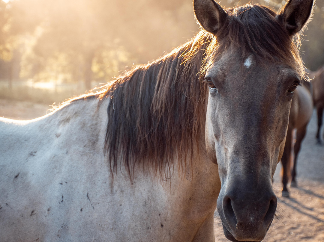 Lone Star Ranch-奥斯丁必去景点