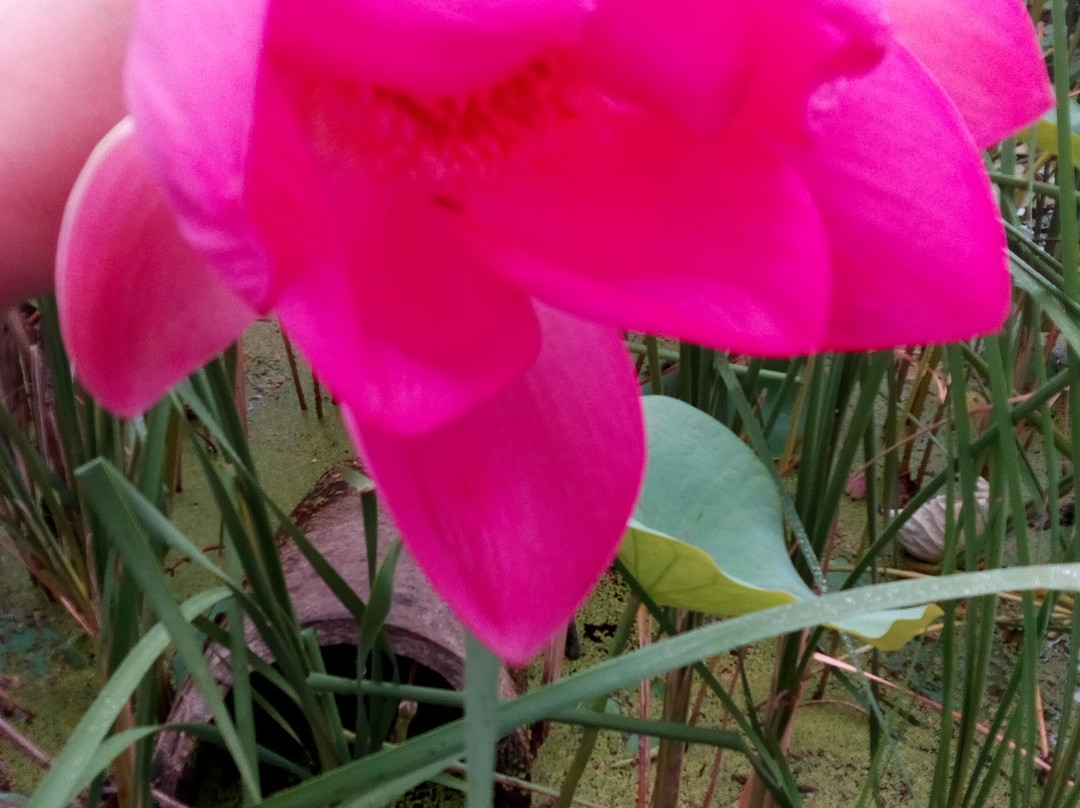 Lotus lake景点图片
